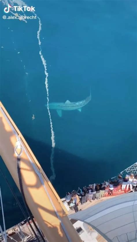 gargantuan shark|cruise ship megalodon.